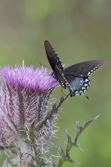 Spicebush Swallowtail Butterfly on wildflower bloom on natural landscape