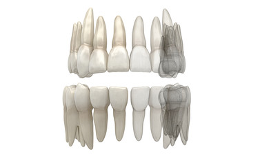 Denti Umani, Dentista, Dentizione, Anatomia © LaCozza