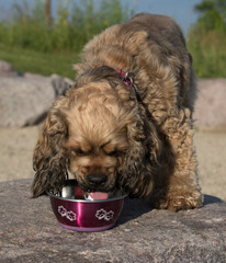 Dog drinking water at local park.