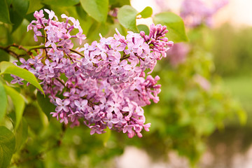 Fototapeta premium Pink Flowers lilac-lit dawn sun closeup blurred background