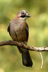 Jay bird (Garrulus glandarius)