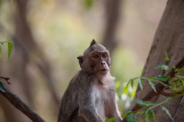 可愛いサル