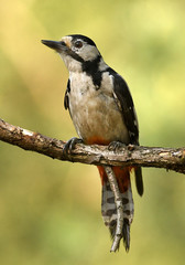 Great Spotted Woodpecker (Dendrocopos major)