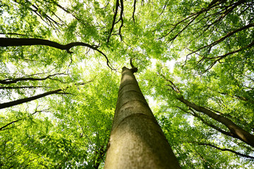 Tree canopies © Piotr Krzeslak