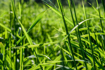 Close up of tall spring grass back-lit by the evening sun
