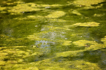 Green frog poking head out of green algae water