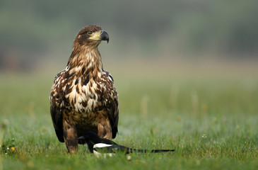 White tailed eagle (Halieetus albicilla)