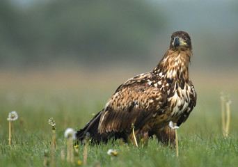 White tailed eagle (Halieetus albicilla)