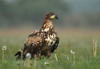 White tailed eagle (Halieetus albicilla)