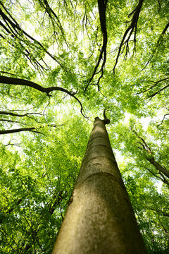 Tree Canopies