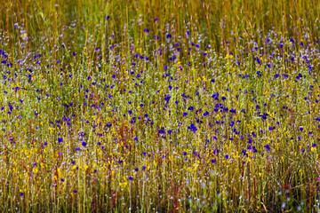 Utricularia delphinoides  mix green grass