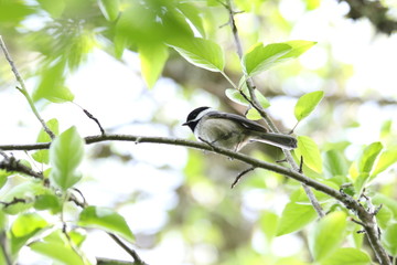 Chickadee