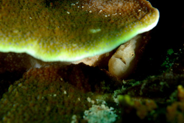 fish found between coral reef area at Koh Lanta, Thailand