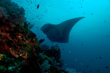 manta ray found at coral reef area at Koh Lanta, Thailand