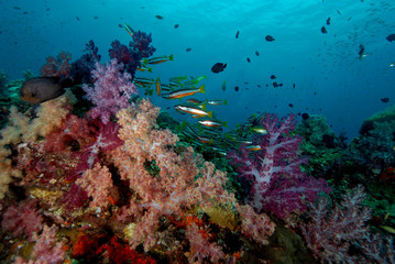 Naklejka na ściany i meble Coral reef fish found at coral reef area at Koh Lanta, Thailand
