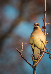 Cedar Waxwing - Bombycilla cedrorum