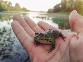 Little frog sitting on the hand