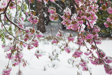 Branch of blossoming sakura tree under snow storm