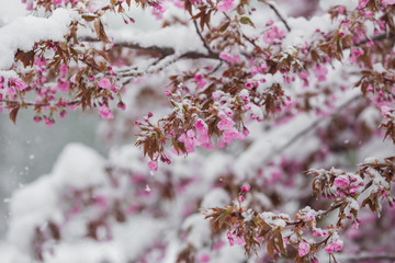 Branch of blossoming sakura tree under snow storm