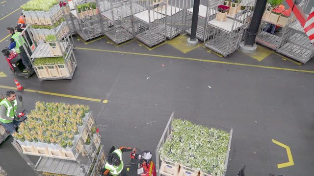 847_The_overview_of_the_white_flowers_being_loaded.mov