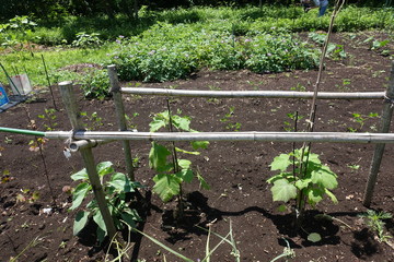 ６月の植物公園
