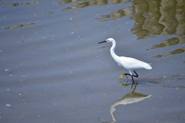 egrets