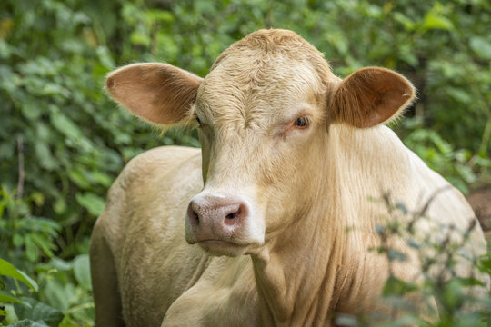 Image of brown cow on nature background. Animal farm