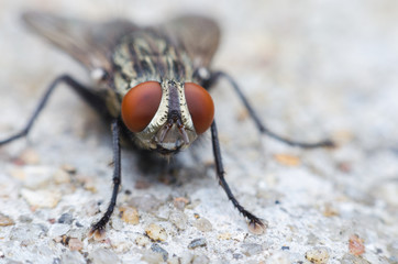 blow fly or carrion fly on concrete floor
