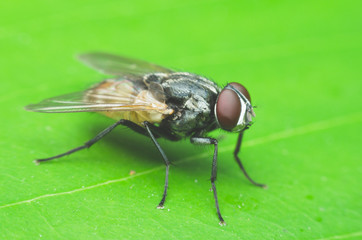 insect fly, green housefly on green leaves.