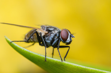 insect fly, green housefly on green leaves with yellow background.