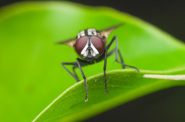 insect fly, green housefly on green leaves.
