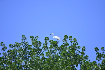 egrets
