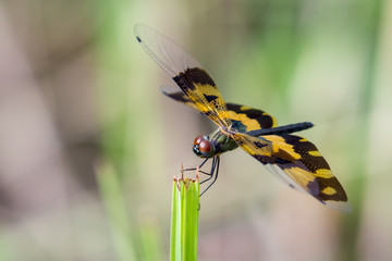Image of a dragonfly (Rhyothemis variegata) on nature background. Insect Animal