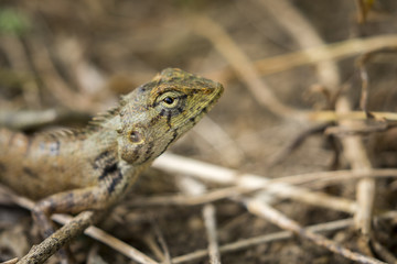 Image of chameleon on nature background. Reptile