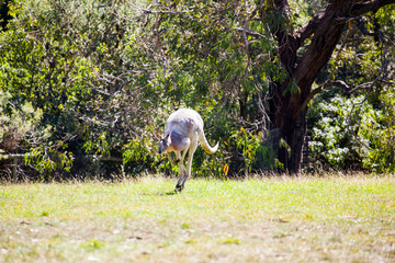 Wildlife in Australia