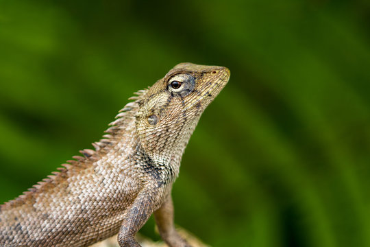 Image of chameleon on nature background. Reptile