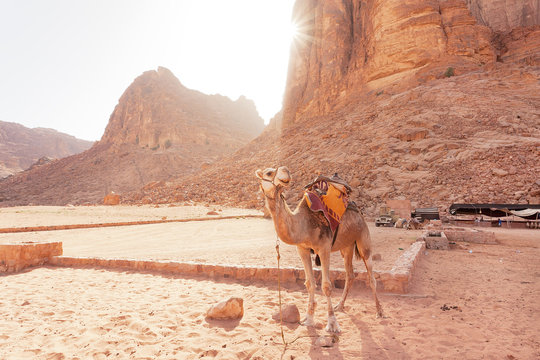 Camel in Wadi Rum Jordan 