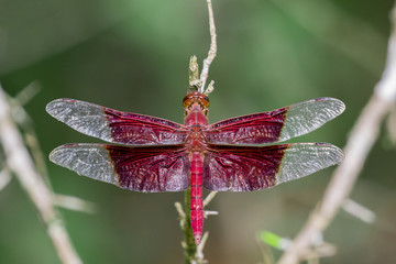 Image of a red dragonflies (Camacinia gigantea) on nature background. Insect Animal