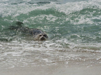 Obraz premium Seal Surfing in Teal Water