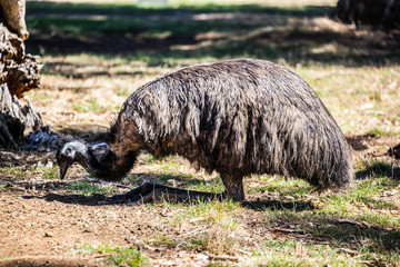 emu