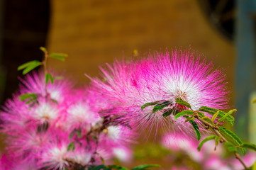 Flores