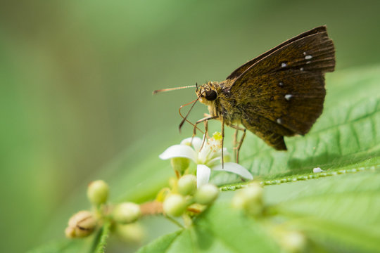Image of brown butterfly on the leaf on nature background. Insect Animal