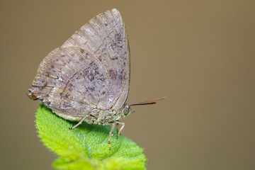 Image of butterfly (Lycaenidae) on the leaf on nature background. Insect Animal