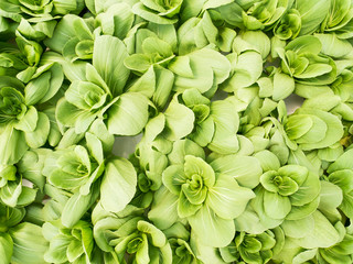 Vegetables hydroponics system in greenhouse, Chinese cabbage or Bok choy