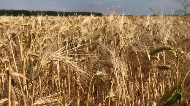 Ripe ears of wheat on a summer day