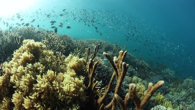 Vibrant Coral Reef in Komodo National Park