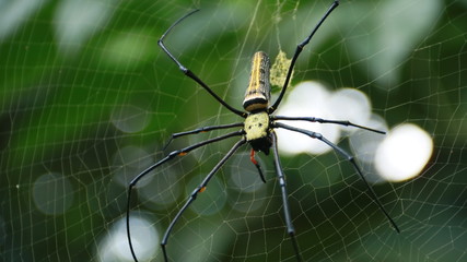 Spider on spider web.