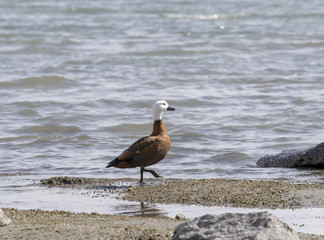 wild female of paradise duck in lake wanaka new zealand