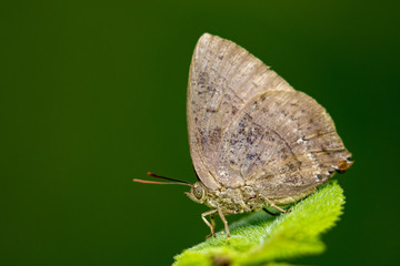 Image of butterfly (Lycaenidae) on the leaf on nature background. Insect Animal