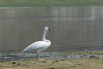Trumpeter Swan on the Yellowstone River
